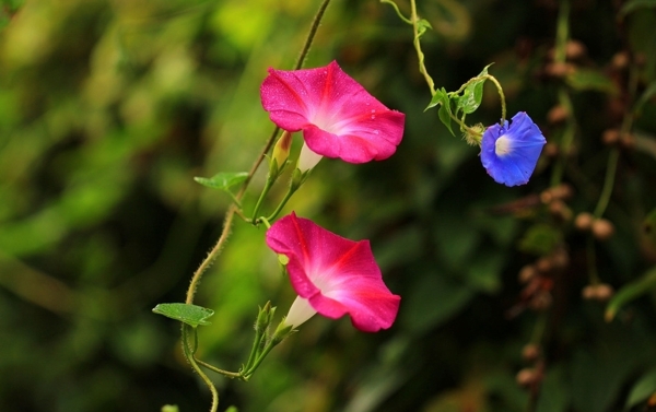 牵牛花