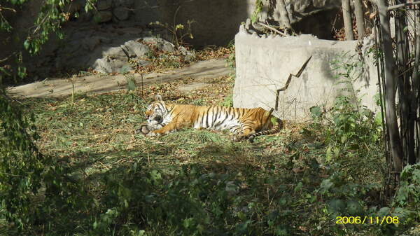 老虎睡觉