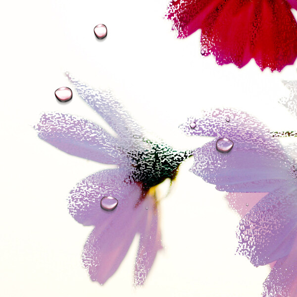 水珠花朵图