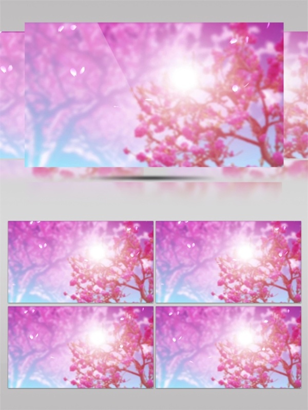 粉色樱花视频素材