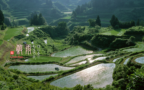 谷雨图片