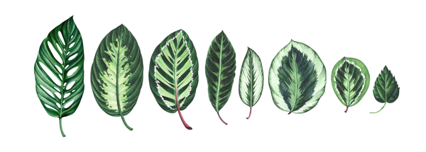 热带植物数码印花图案