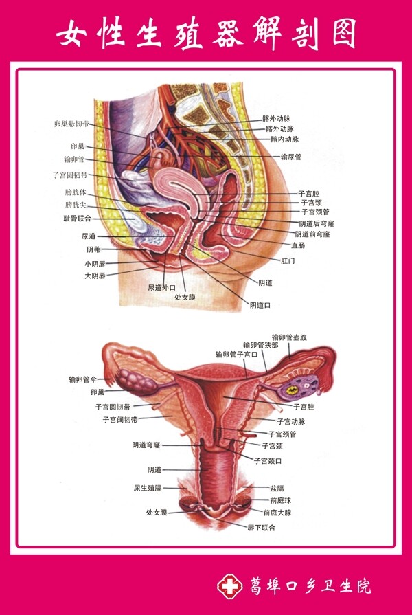 女性生殖器解剖图解分层不精细图片