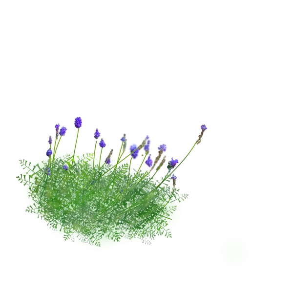 薰衣草花丛紫色绿色植物元素