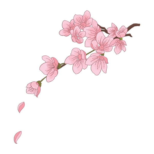 春天粉色的樱花插画