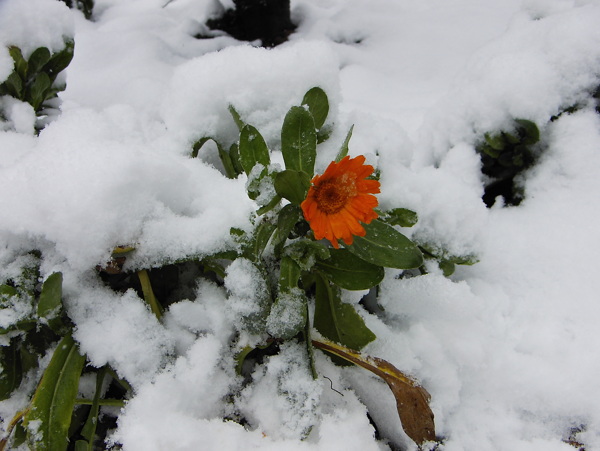 雪中花图片