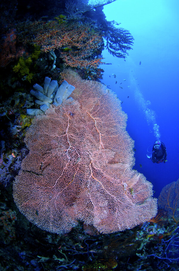 海底世界图片