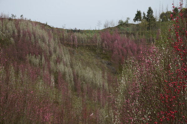 桃花山