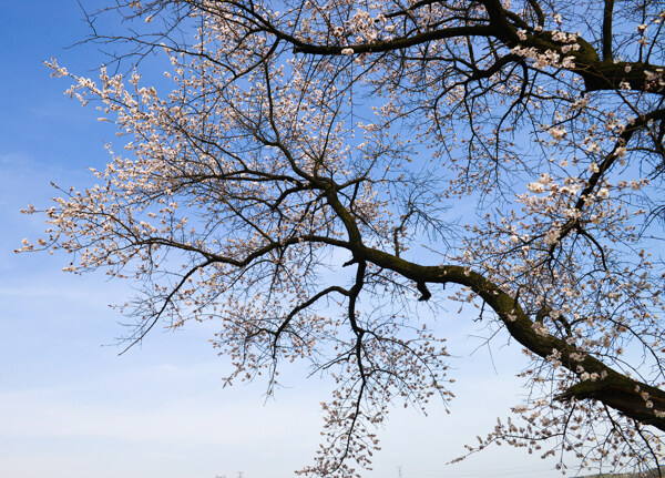 桃花大树图片