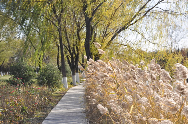 北京之秋芦苇