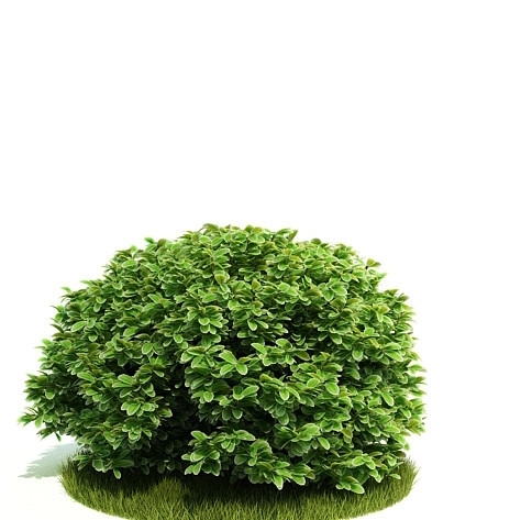 绿色灌木3D模型图片