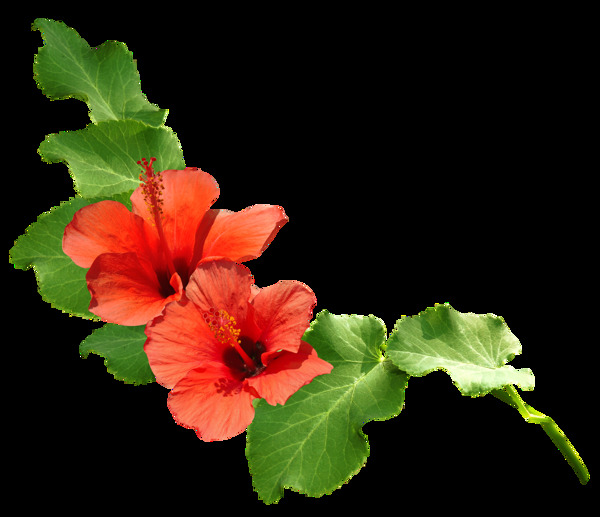 美丽两朵大红花植物png透明素材