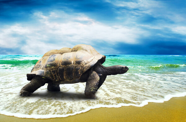 海边沙滩海龟