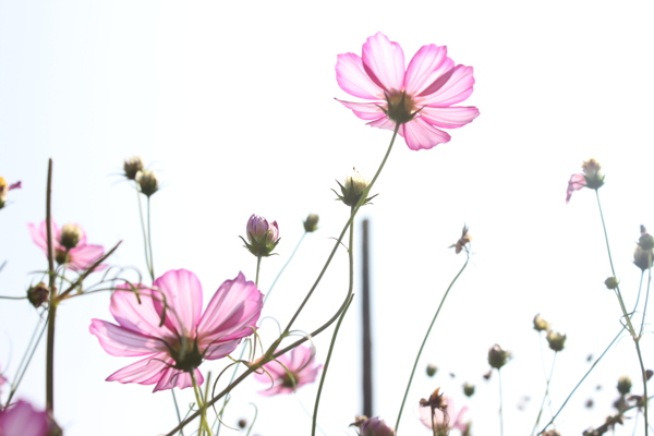 格桑花图片