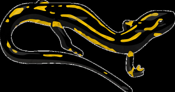 漂亮黑色黄斑蜥蜴免抠png透明素材