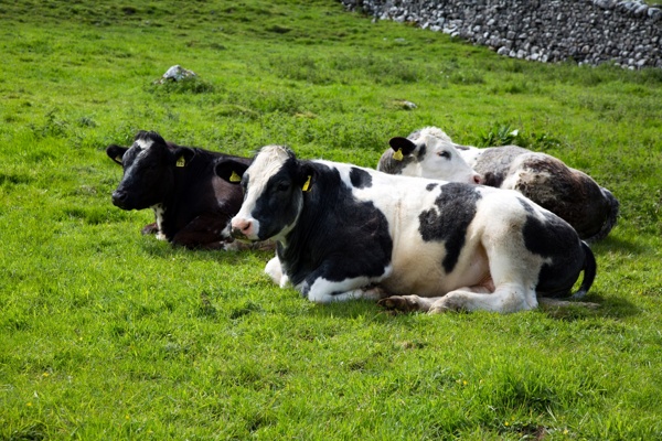草地上奶牛图片