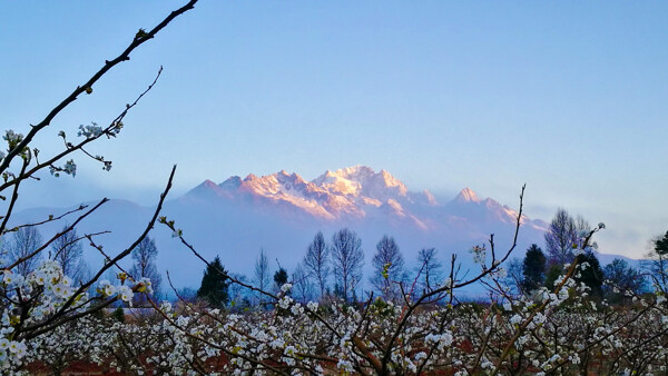 玉龙雪山雪山梨花雪山