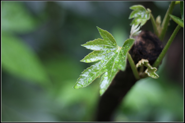 植物叶子图片