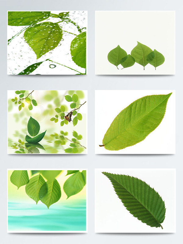 二十四节气立春绿色树叶元素图案