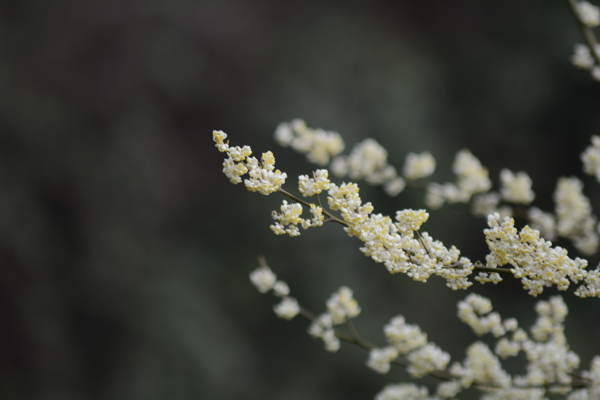 木姜花