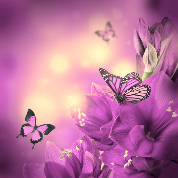 紫色鲜花蝴蝶图片
