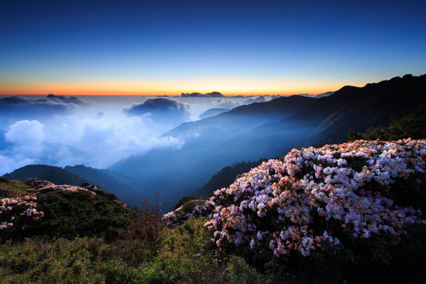 花海日出图片