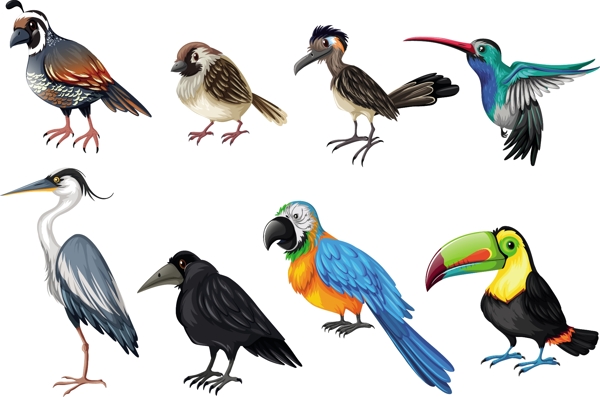 颜色的鸟类收藏