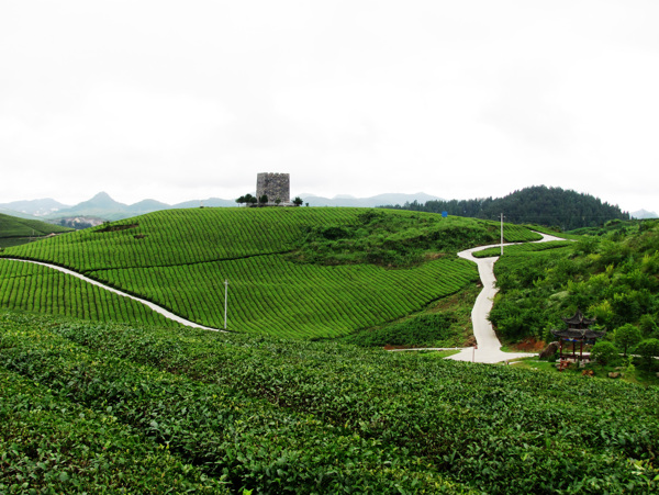 湘西茶山