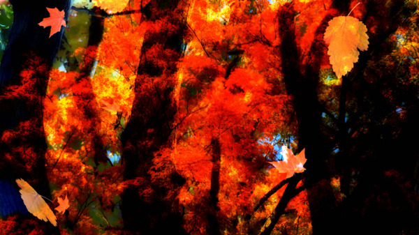 唯美季节变化秋分树叶变黄飘落视频素材