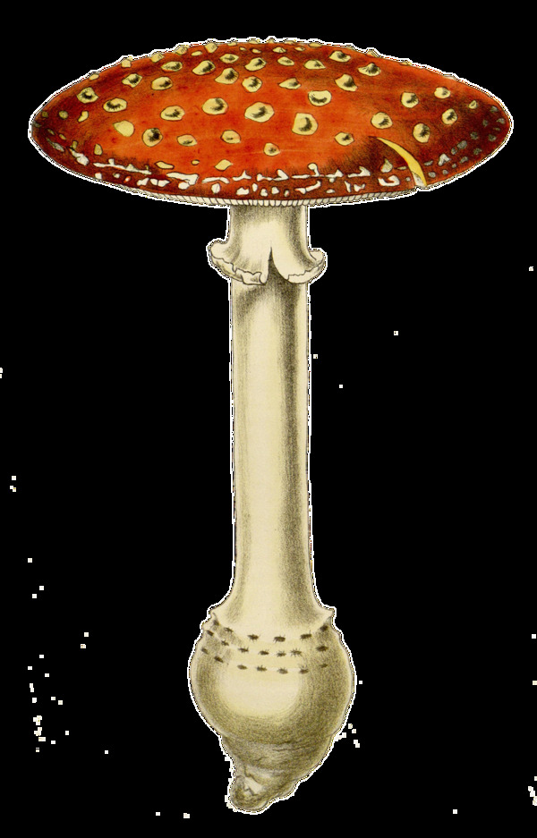 手绘野生毒蘑菇透明装饰素材