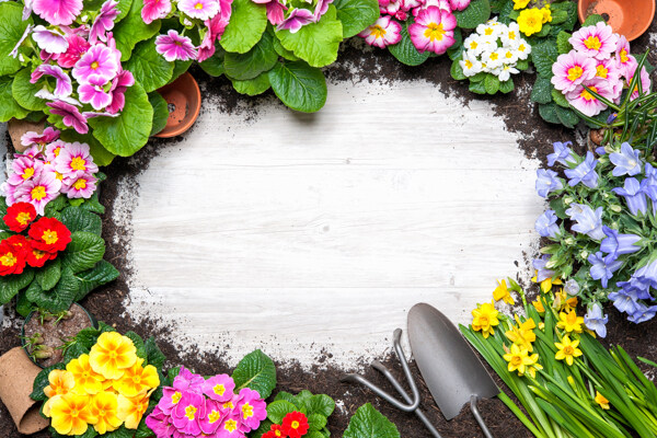 木板上的花卉与园艺工具