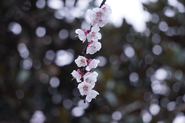 春天的花