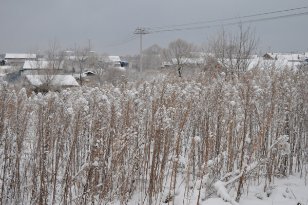 初冬雪景图片