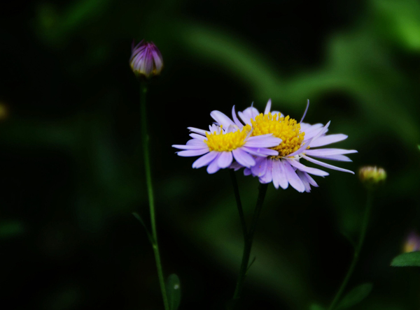 淡紫色鱼鳅串花卉