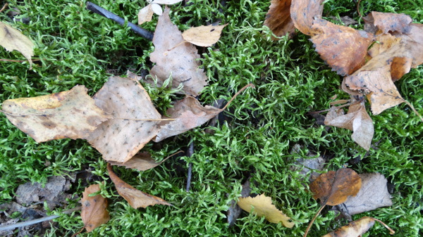 苔藓植物与树叶图片