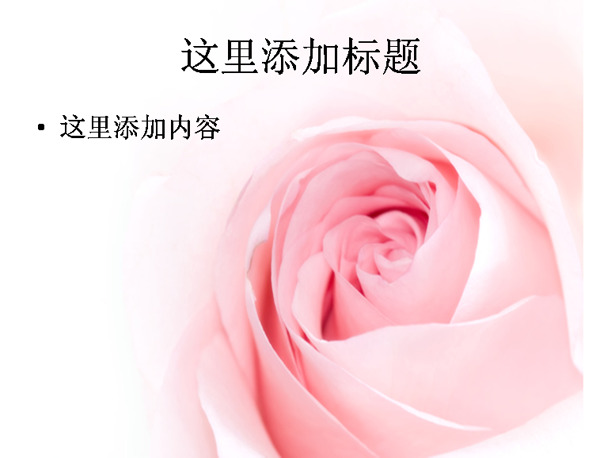 高清粉红玫瑰图片ppt