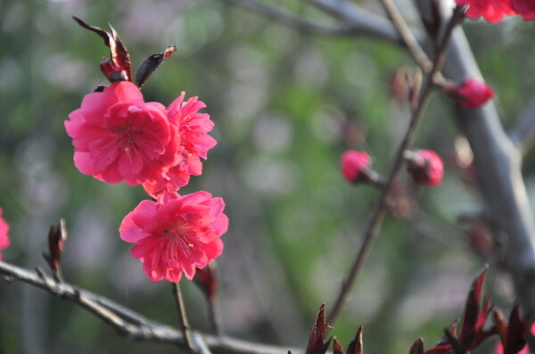 花朵图片