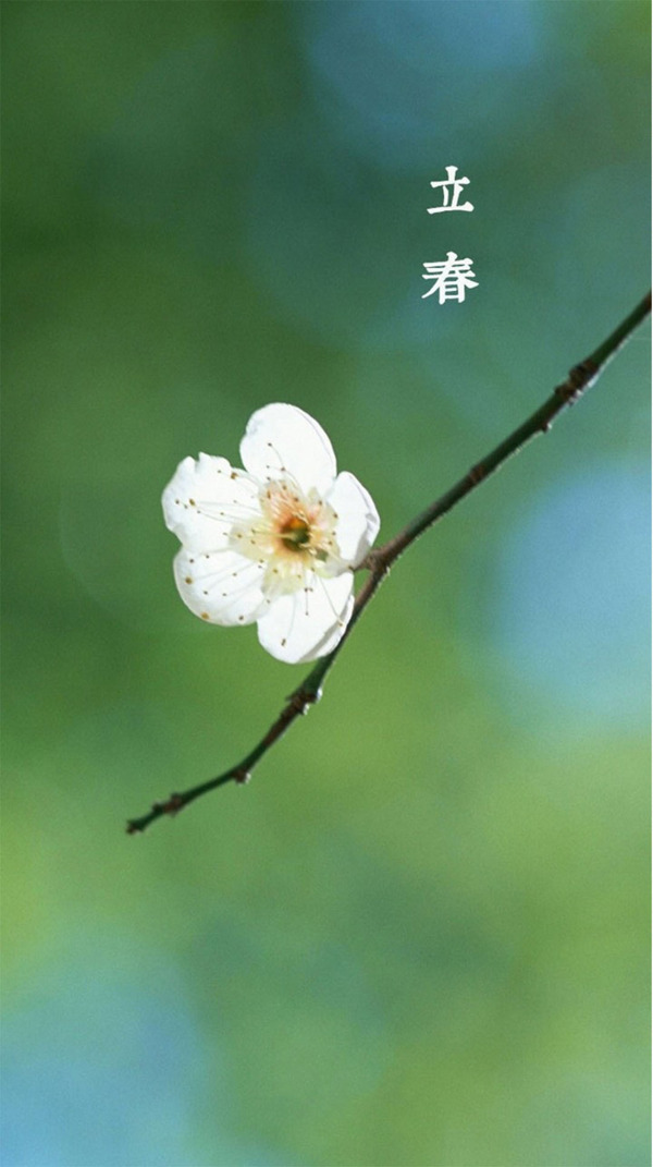 立春白色花朵H5背景素材