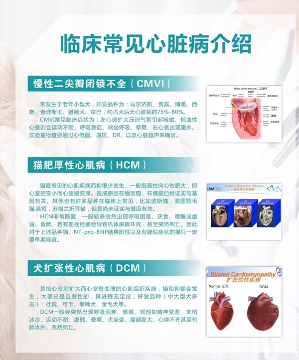 宠物医院宣传活动模板