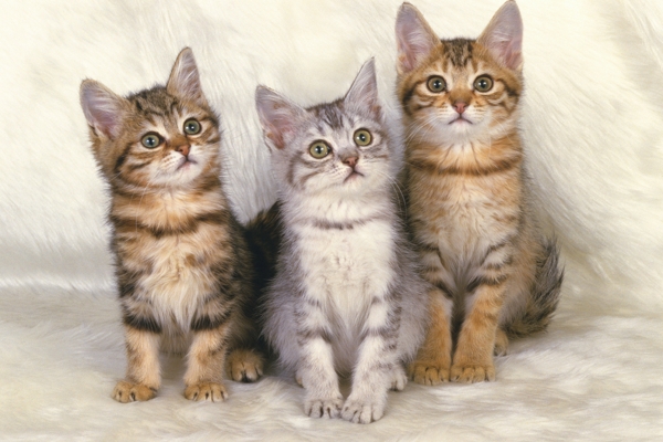 三只小猫图片