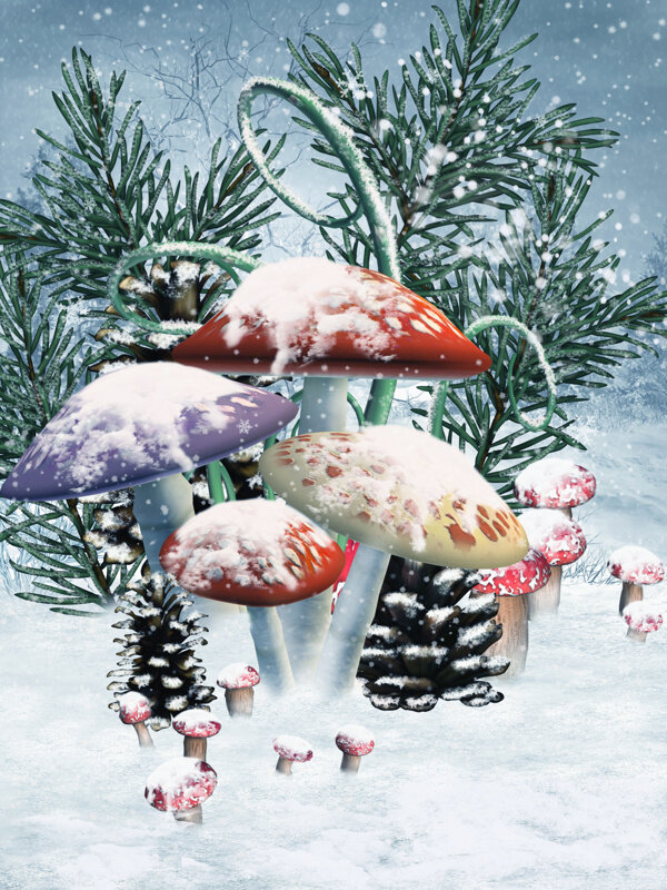 雪地上的蘑菇图片