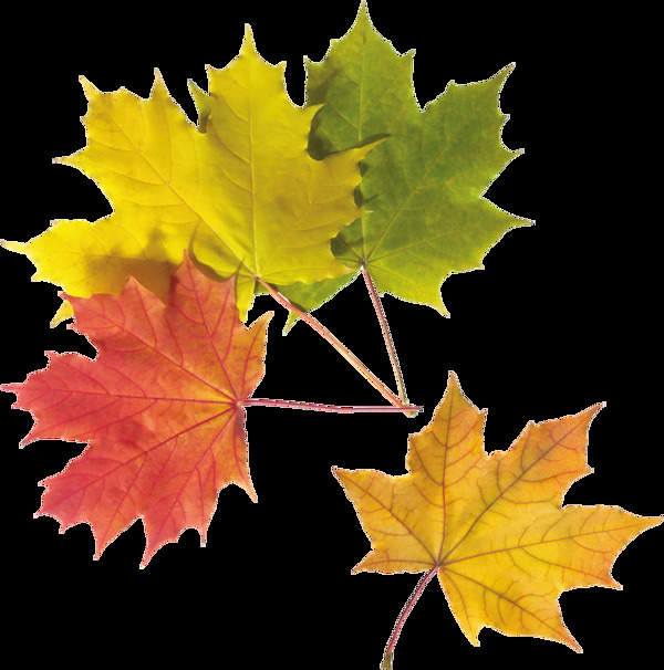 彩色秋天树叶免抠png透明图层素材