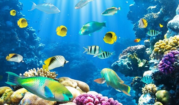 海洋世界珊瑚鱼类背景墙图片