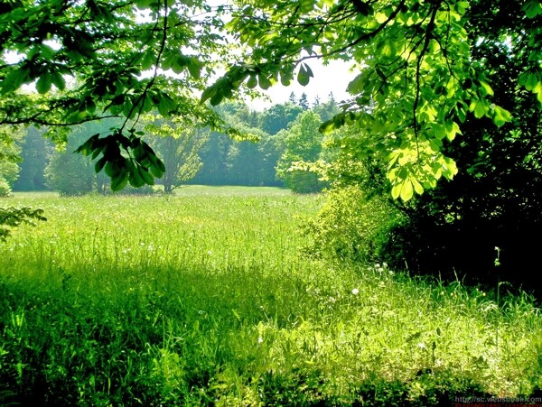 绿野美景