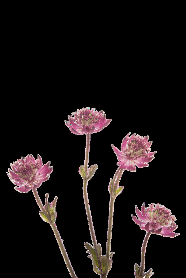 茂盛的花卉卡通透明素材
