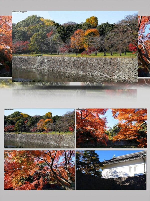 日本城市枫叶实拍美景素材