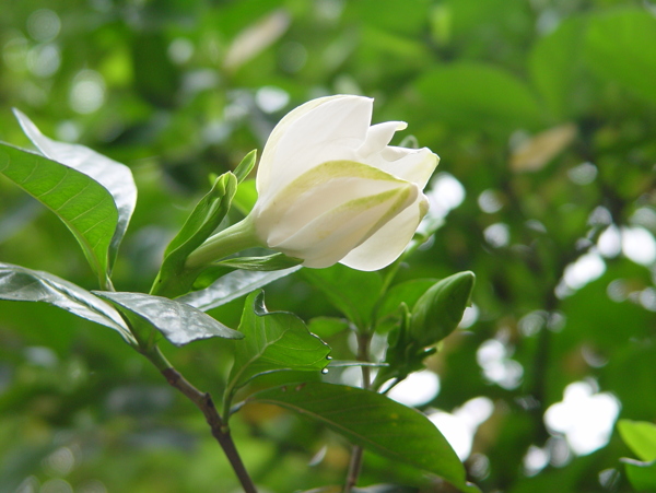 高清栀子花图片