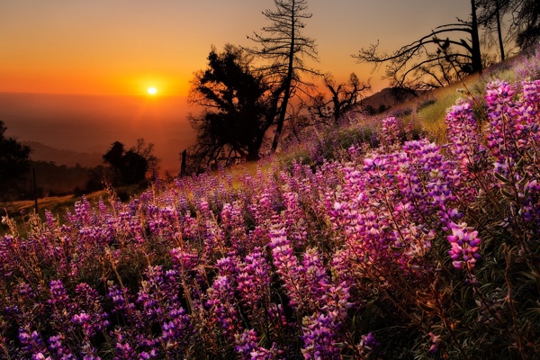 夕阳风景图片