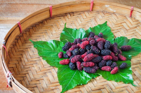 桑葚桑果水果树莓覆盆子