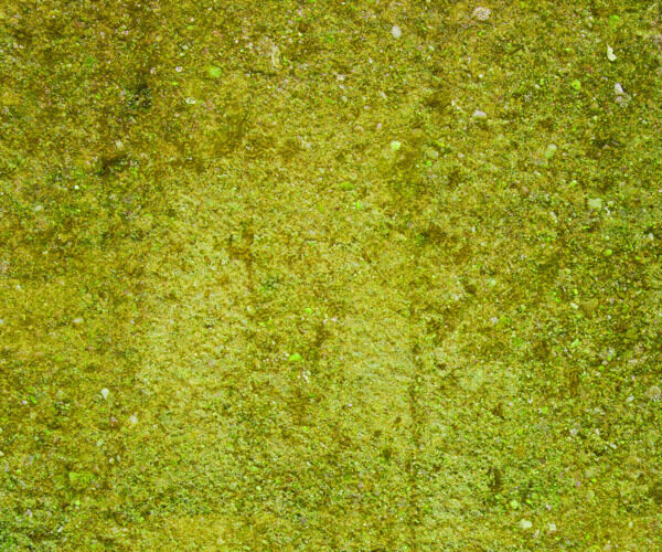蹩脚的绿苔墙背景